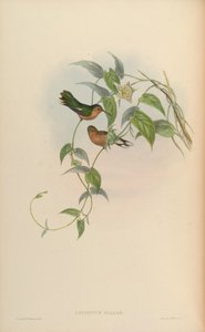 Leucippus fallax autorstwa John Gould